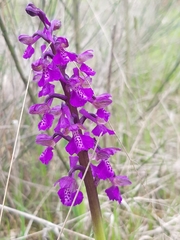 Anacamptis morio