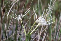Hymenocallis choctawensis