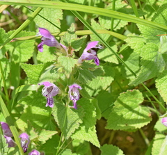 Lamium garganicum