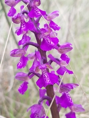 Anacamptis morio