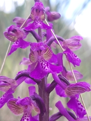 Anacamptis morio