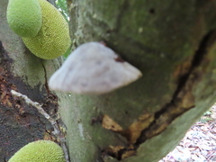 Auricularia heimuer