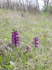 Anacamptis morio