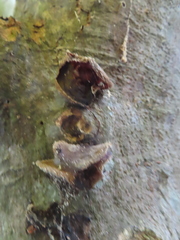 Auricularia heimuer