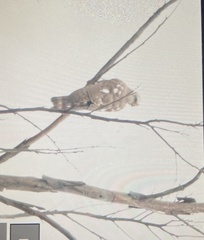 Accipiter ovampensis