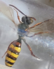 Nomada lathburiana