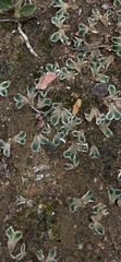 Ricciaceae