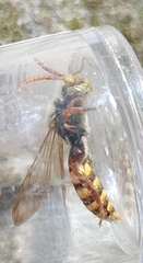 Nomada lathburiana
