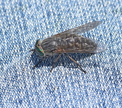 Tabanus quatuornotatus