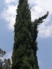 Cupressus sempervirens