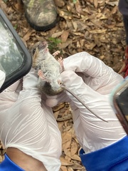 Peromyscus gossypinus