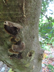 Auricularia heimuer
