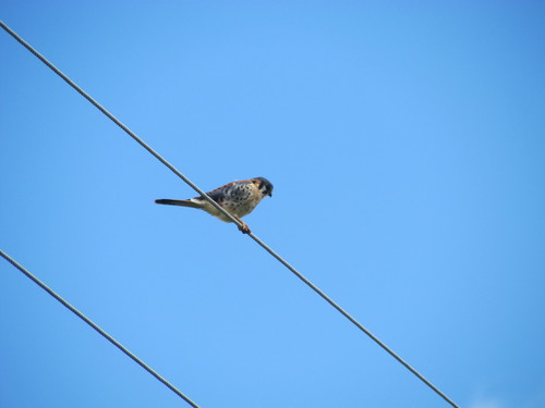 Falconidae image