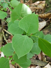 Fabaceae