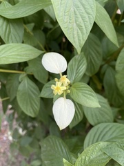 Pseudomussaenda flava