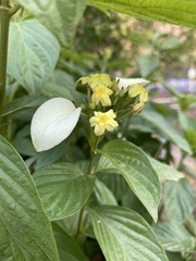 Pseudomussaenda flava