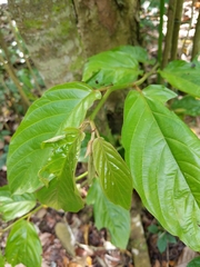 Magnoliopsida