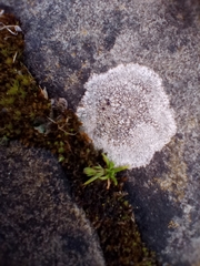 Lecanora gangaleoides