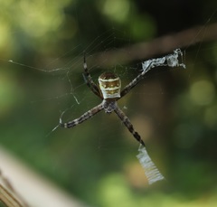 Argiope amoena
