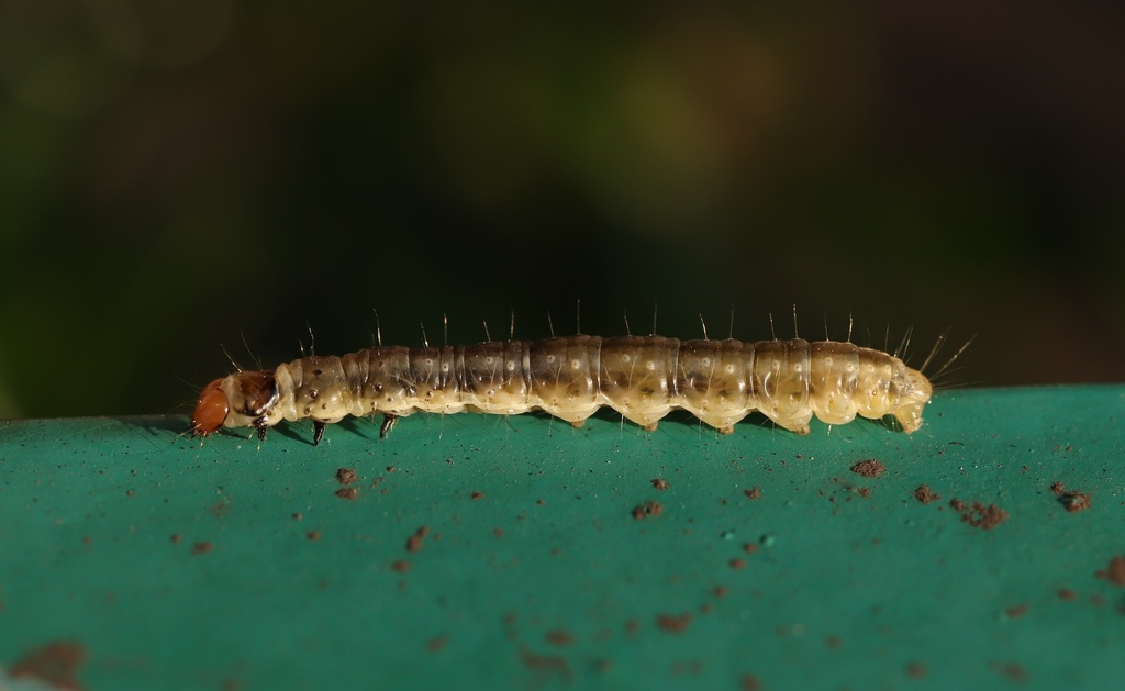 Choristoneura longicellanus