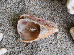 Conus princeps