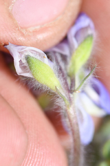 Lupinus malacophyllus