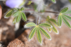 Lupinus malacophyllus