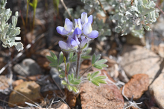 Lupinus malacophyllus