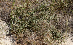 Cliffortia phyllanthoides