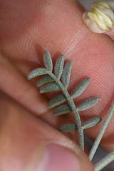 Astragalus obscurus