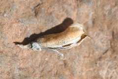 Astragalus obscurus