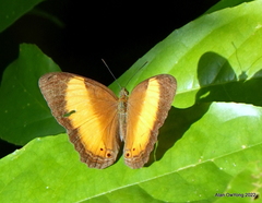 Cirrochroa satellita