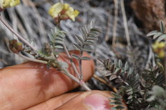 Astragalus obscurus