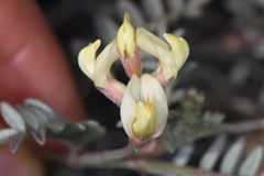 Astragalus obscurus