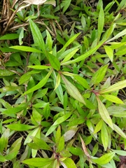 Magnoliopsida