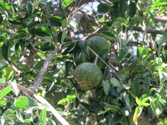 Strychnos madagascariensis