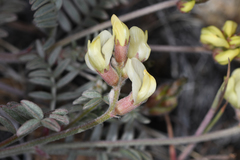 Astragalus obscurus
