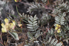 Astragalus obscurus