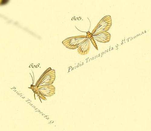 Oncopus transpecta