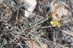 Astragalus obscurus