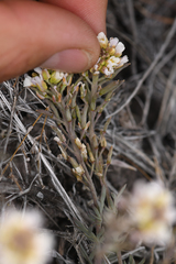 Cusickiella douglasii