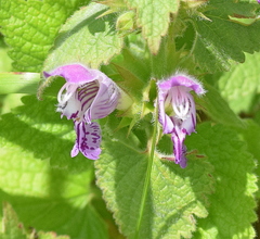 Lamium garganicum