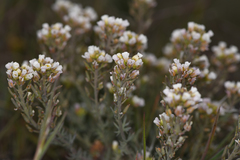 Cusickiella douglasii