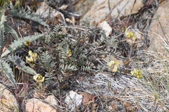 Astragalus obscurus