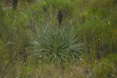 Puya herzogii