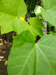 Magnoliopsida