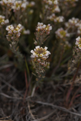 Cusickiella douglasii