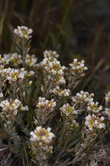 Cusickiella douglasii