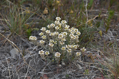 Cusickiella douglasii