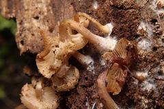 Trichocybe